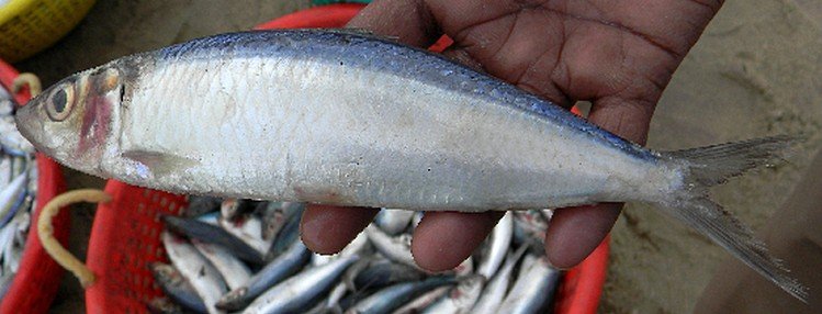 Keeri Fish
