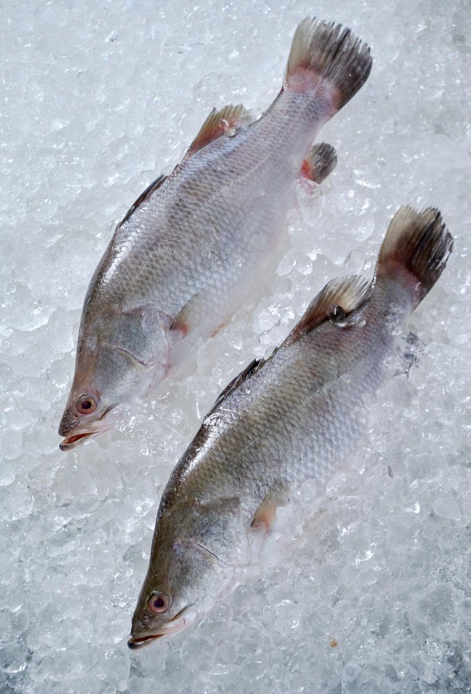 Barramundi
