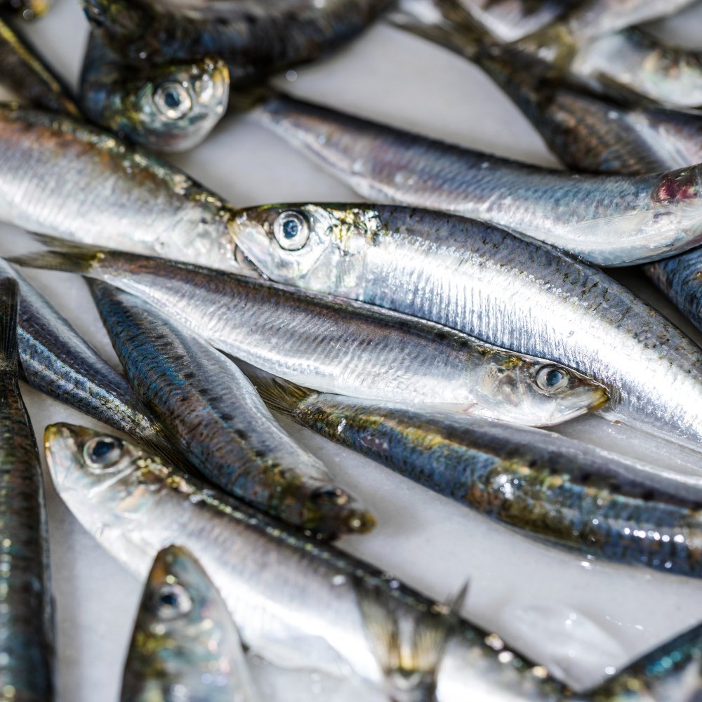 Sardines