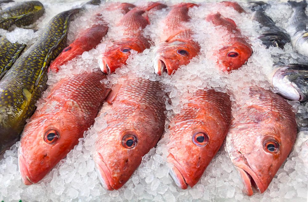 Snapper
