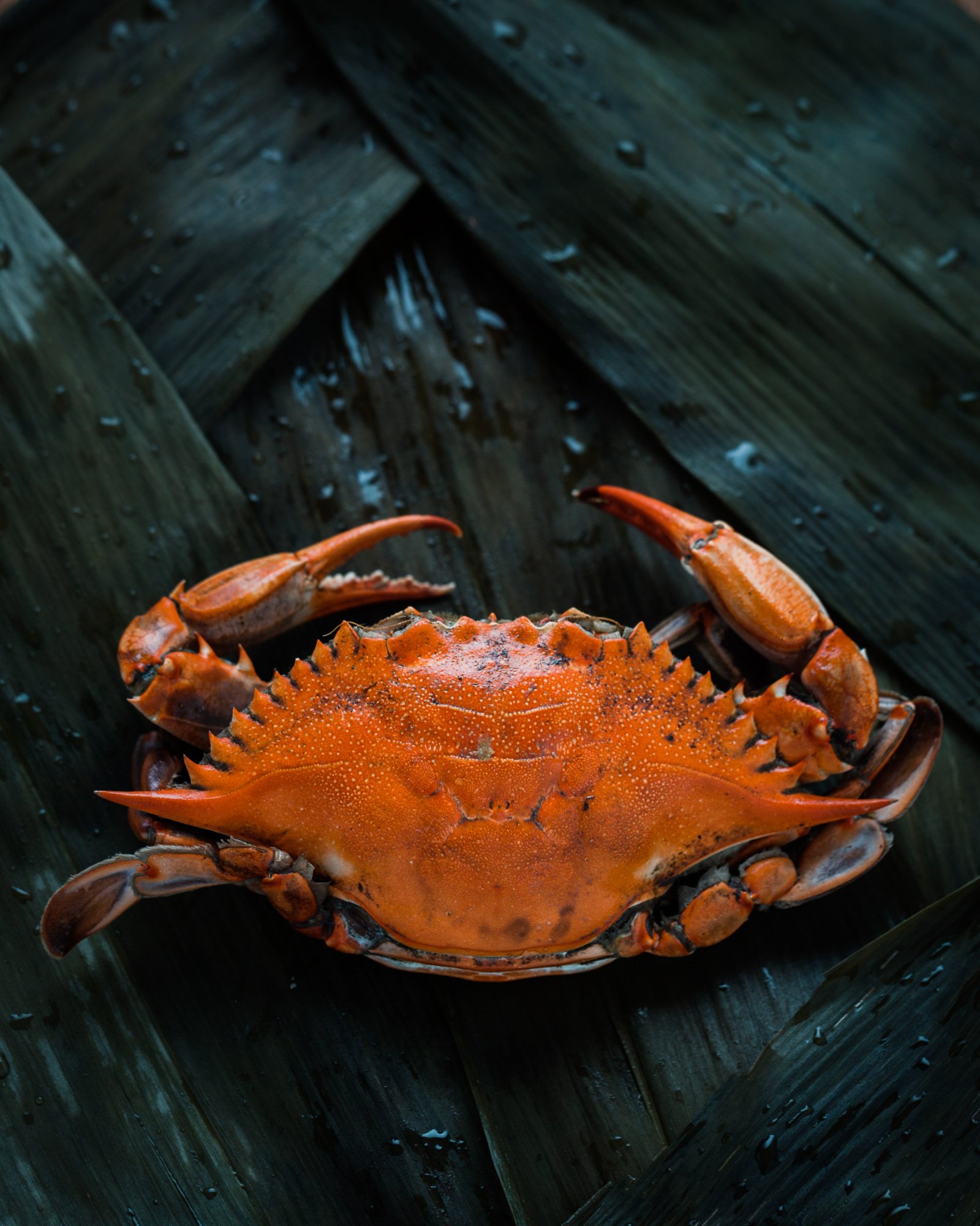 Crab