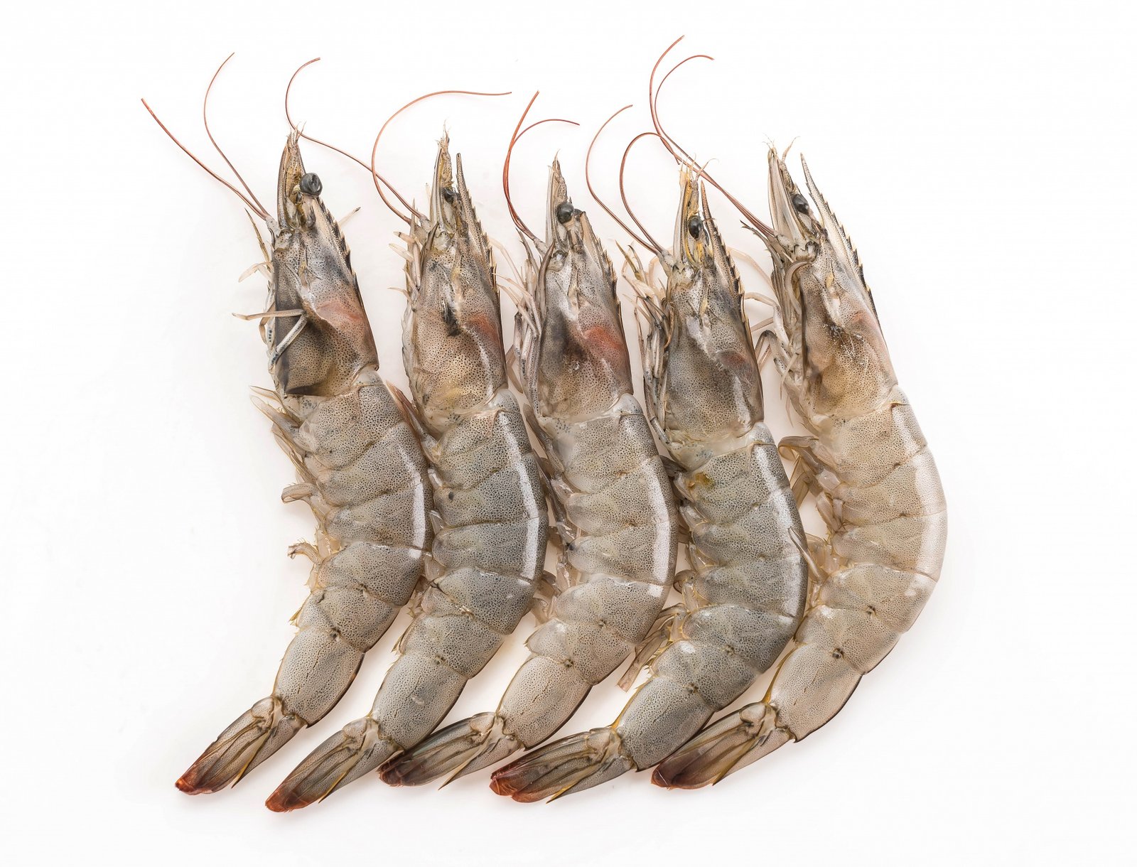 Vannamei Prawns