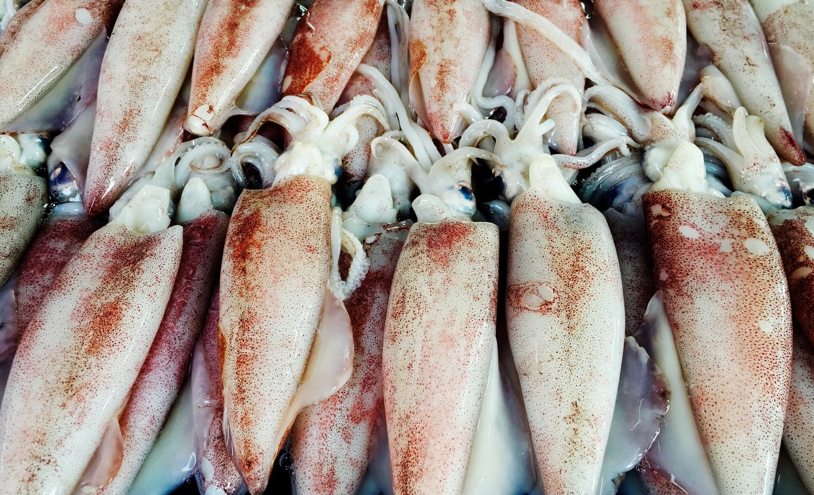 Squid